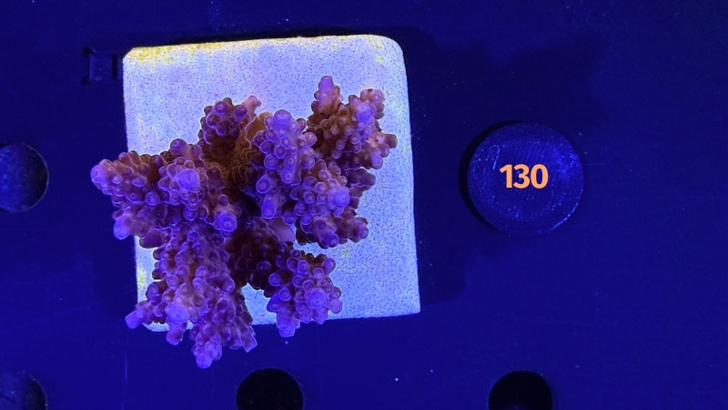 Acropora sp. WYSIWYG 0130