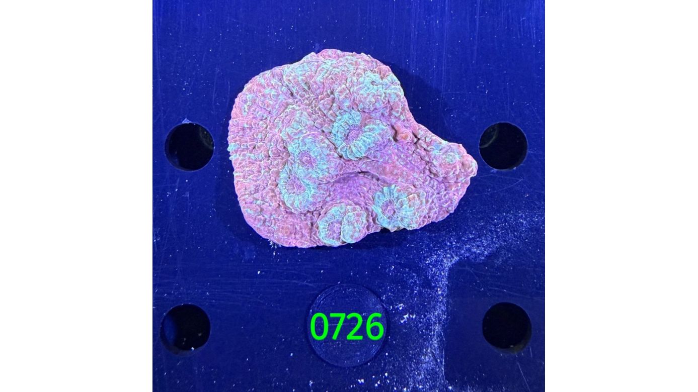 Echinophyllia/Chalice WYSIWYG 0726