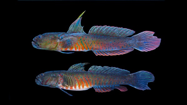 Cryptocentroides gobiodes - Verzierte Austern Grundel NZ