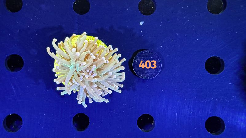 Euphyllia glabrescens - Fackelkoralle Torch 1 Kopf 0403