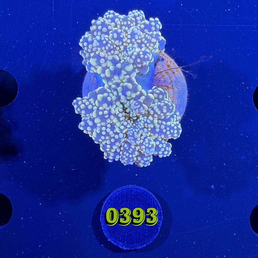 Euphyllia paradivisa - Froschlaichkoralle gelb 0393