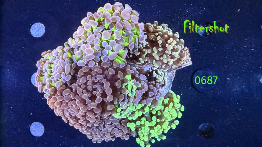 Euphyllia paraancora Kolonie WYSIWYG 0687