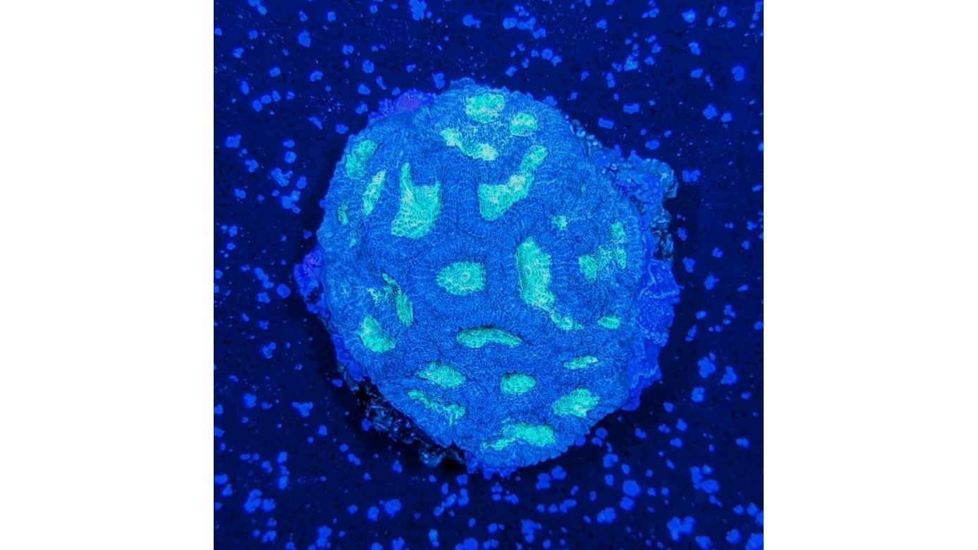 Favia sp. - Hirnkoralle Blue/Green Deutsche Nachzucht 0032