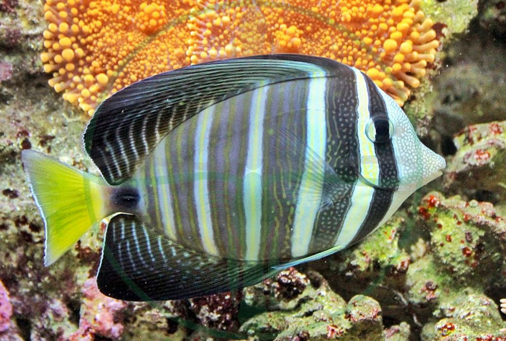 Zebrasoma veliferum - Östlicher Segelflossen Doktorfisch