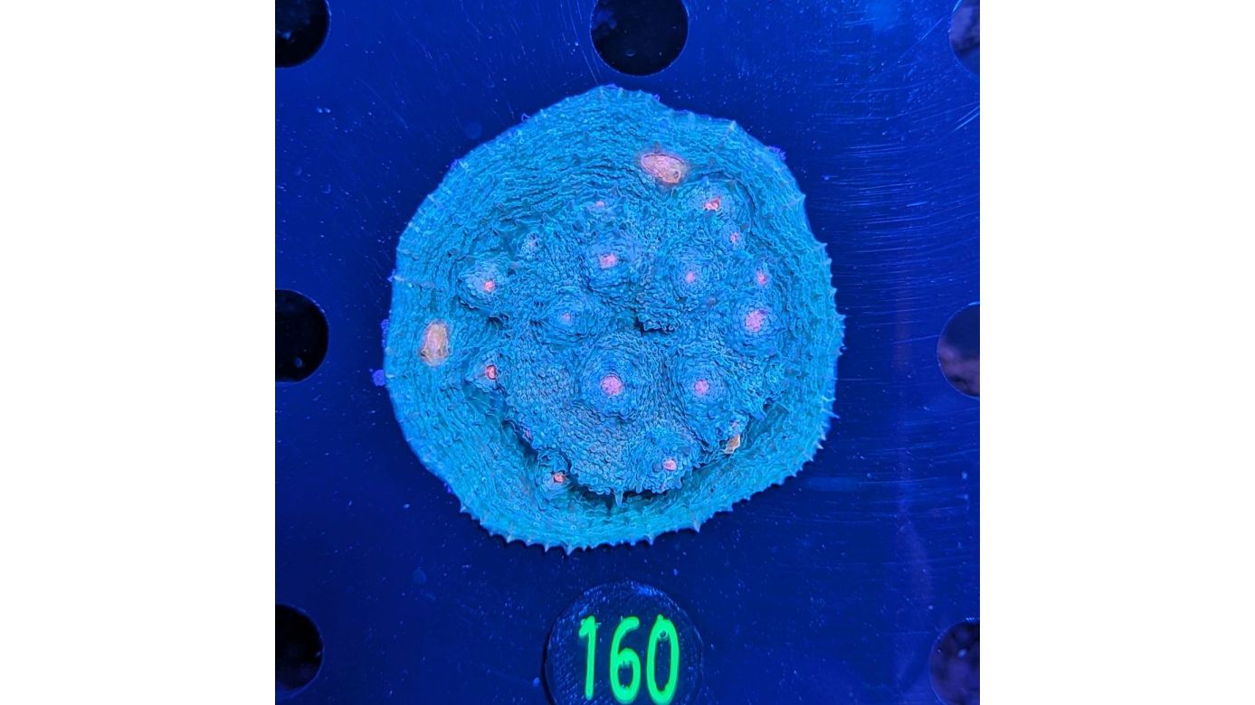 Echinophyllia sp. - Kelchkoralle Mummy Eye Deutsche Nachzucht 0160