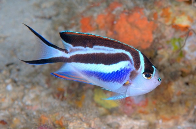 Genicanthus bellus - Pracht Lyrakaiserfisch