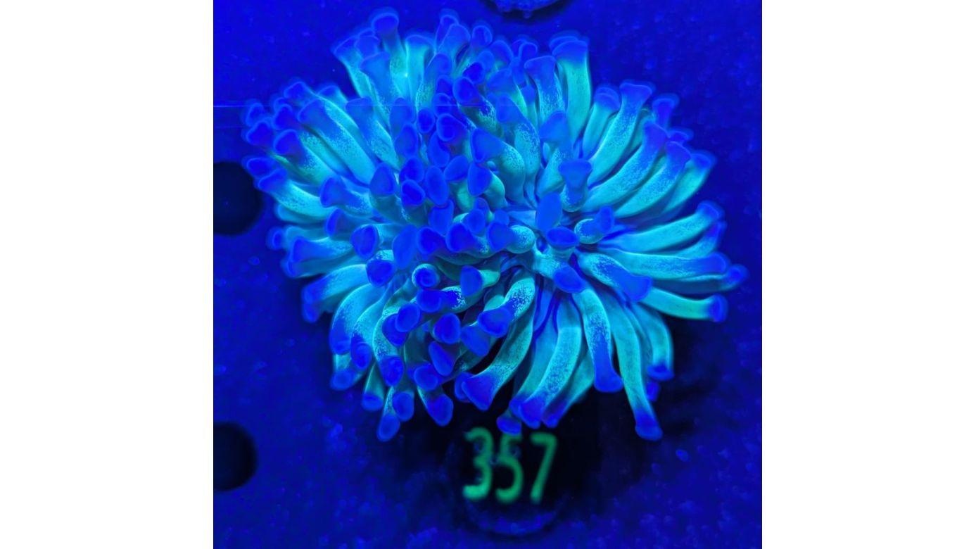 Euphyllia paraancora Bicolor 0357