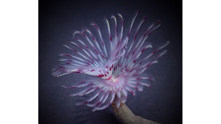 Bispira Guinensis - Röhrenwurm Rot/Weiß