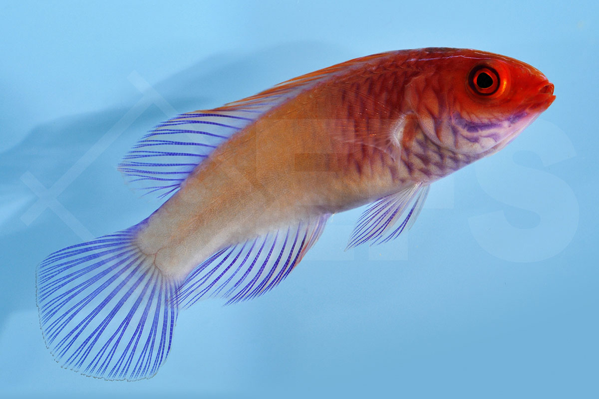 Cirrhilabrus cyanopleura - Blauschuppen Zwerglippfisch