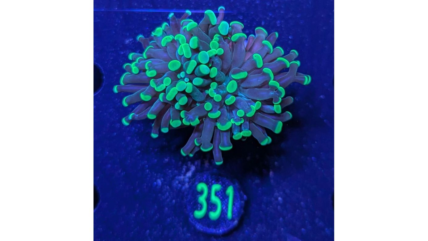 Euphyllia paraancora 1 Kopf "grün"  - Deutsche Nachzucht 0351