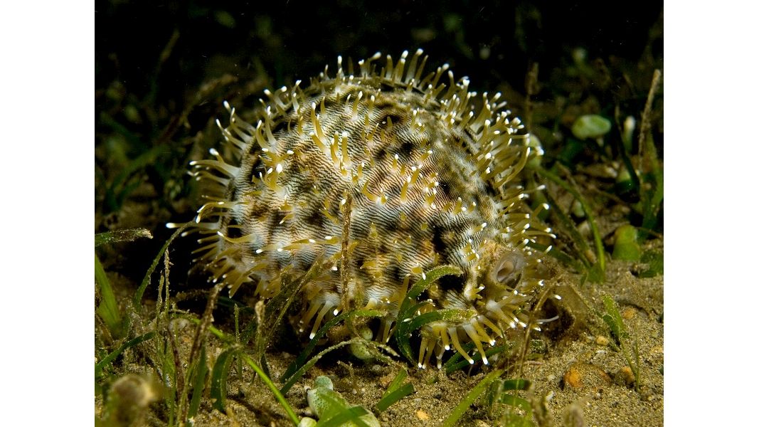 Cypraea Tigris - Tigerschnecke