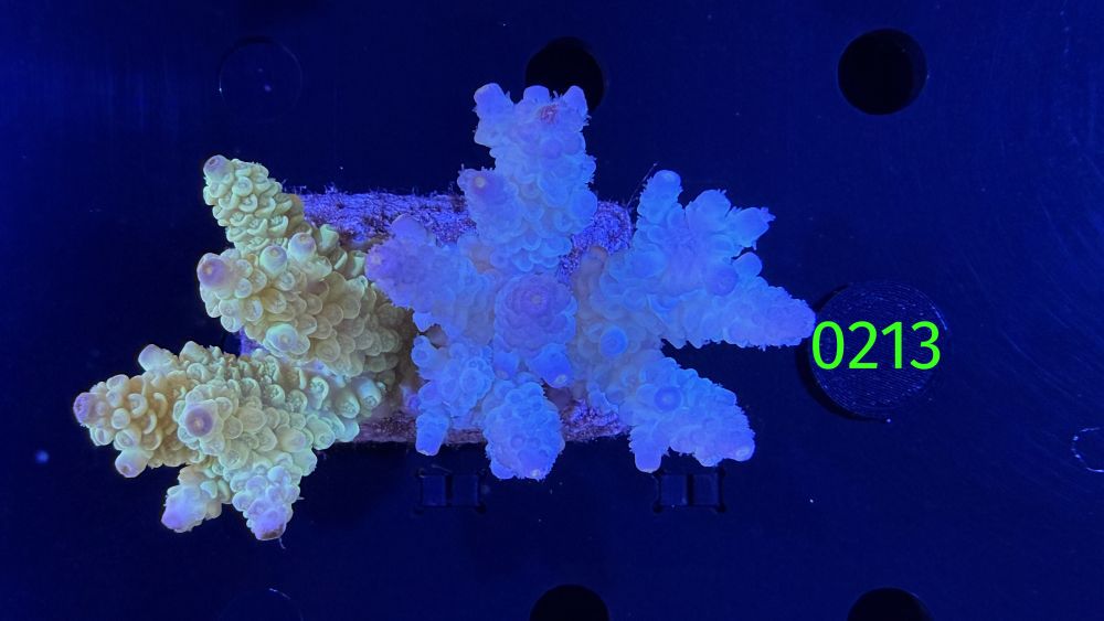Acropora sp. WYSIWYG 0213