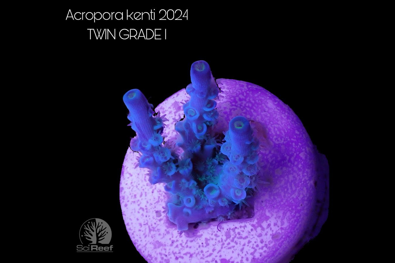 SciReef Acropora kenti TWIN Grade 1 0297