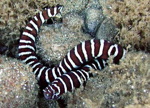 Gymnomuraena zebra - Zebramuräne
