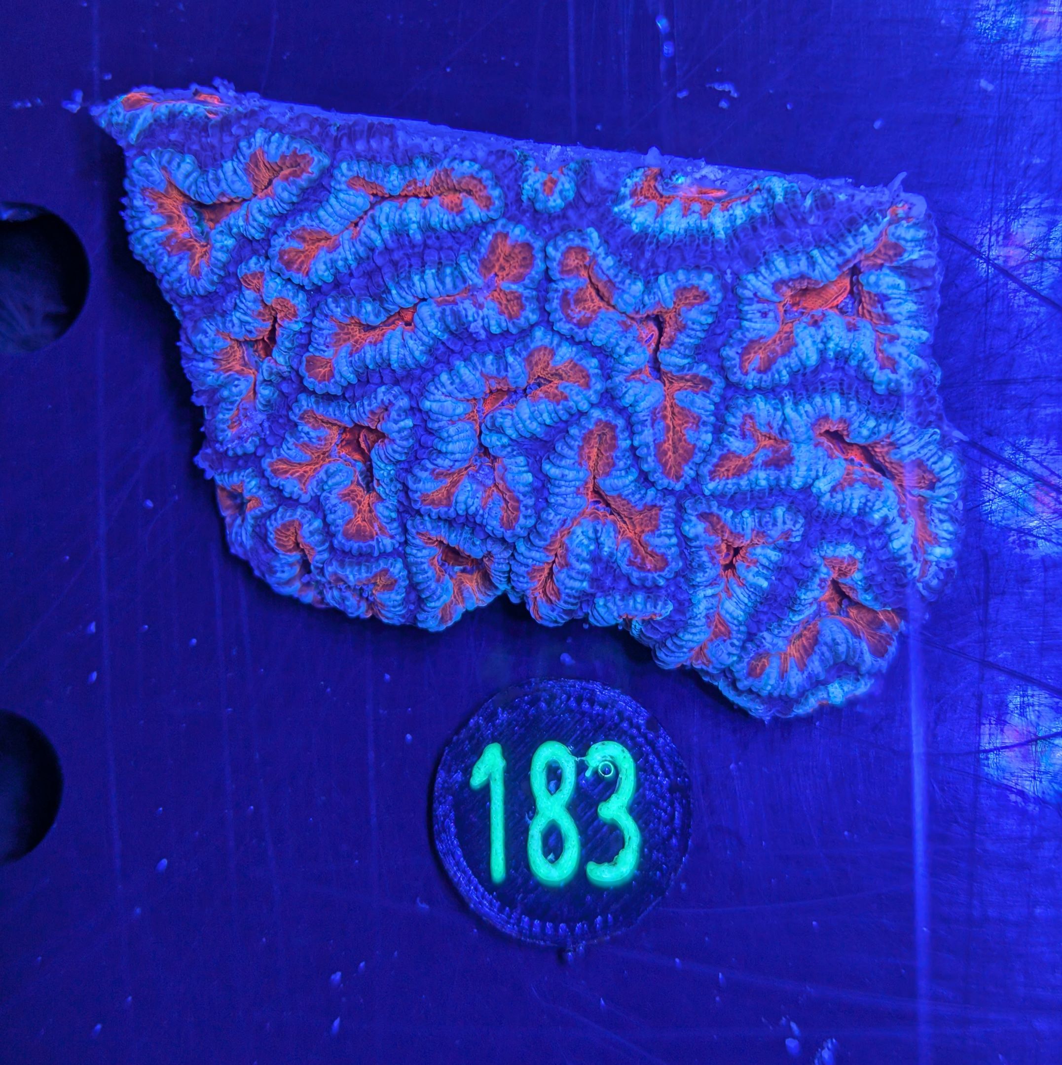 Acanthastrea lordhowensis -Ausi- 0183