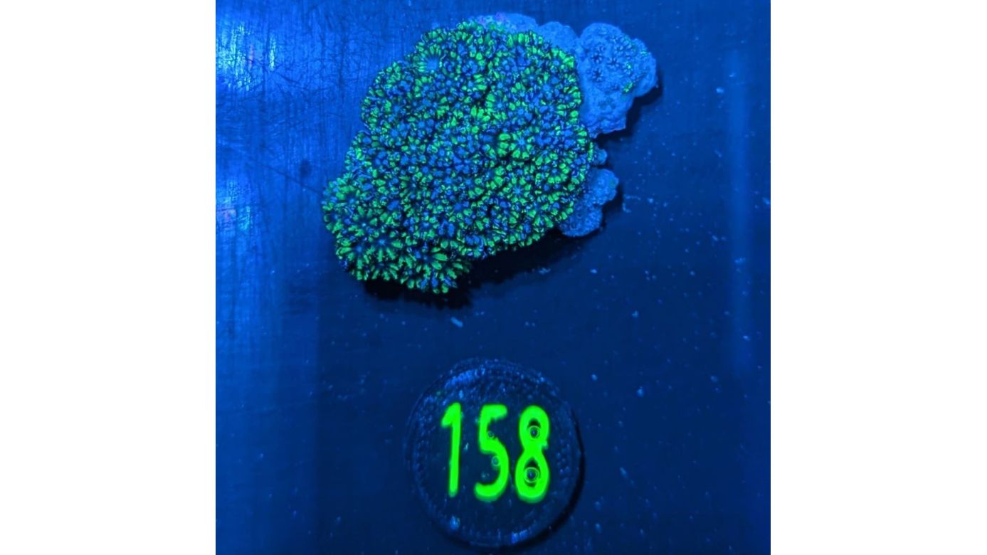 Sympodium sp. – Blaue Weichkoralle  0158