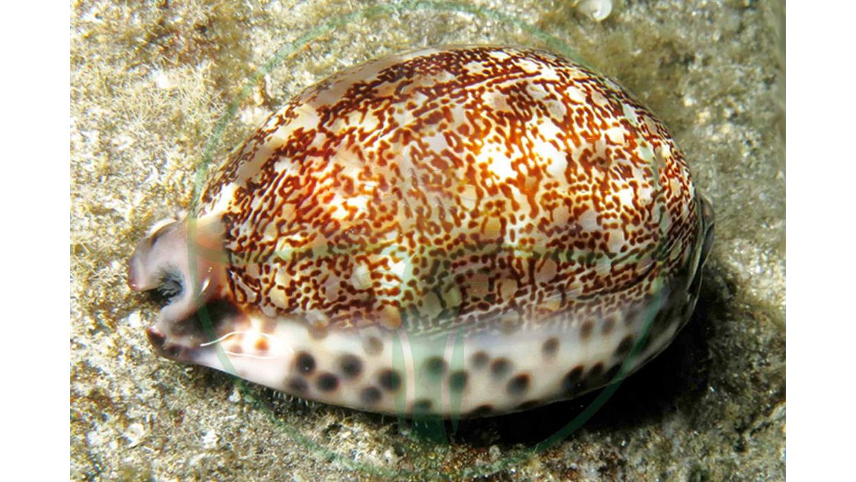 Mauritia arabica - Arabische Porzellanschnecke
