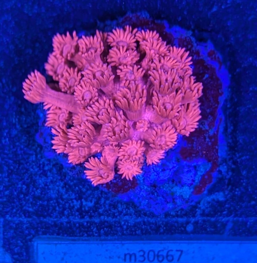 Goniopora Minor - Margeritenkoralle Metallic Rot Deutsche Nachzucht 0001