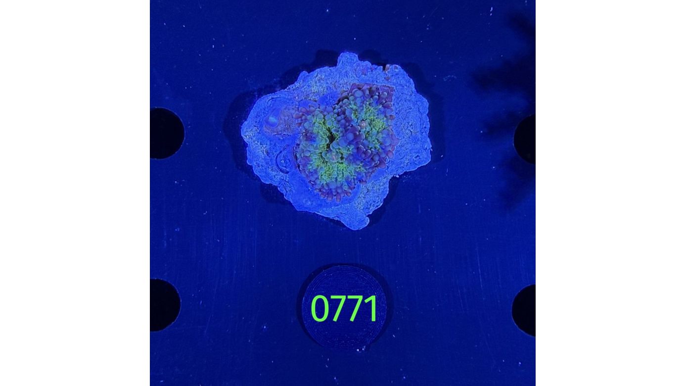 Ricordea sp. WYSIWYG 0771