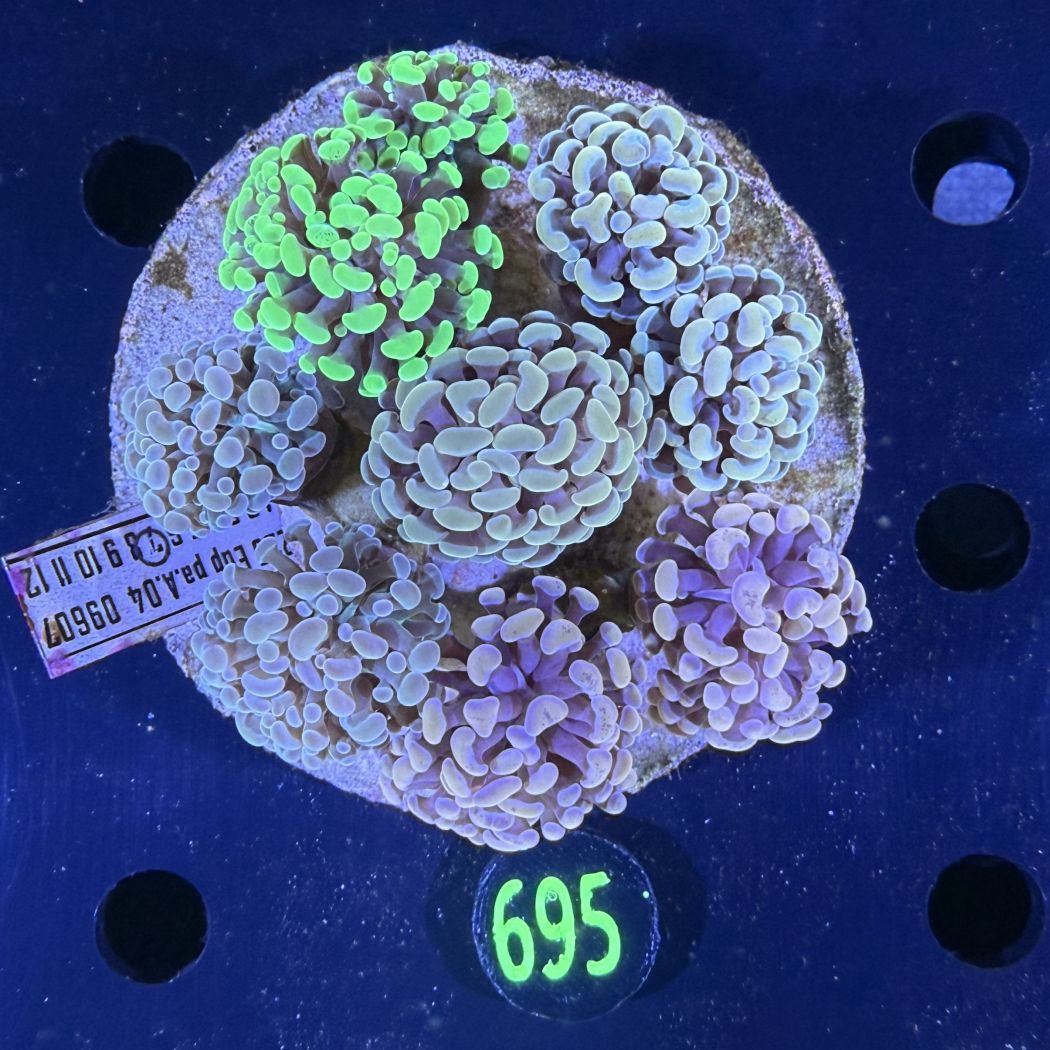 Euphyllia paraancora Kolonie WYSIWYG 0695