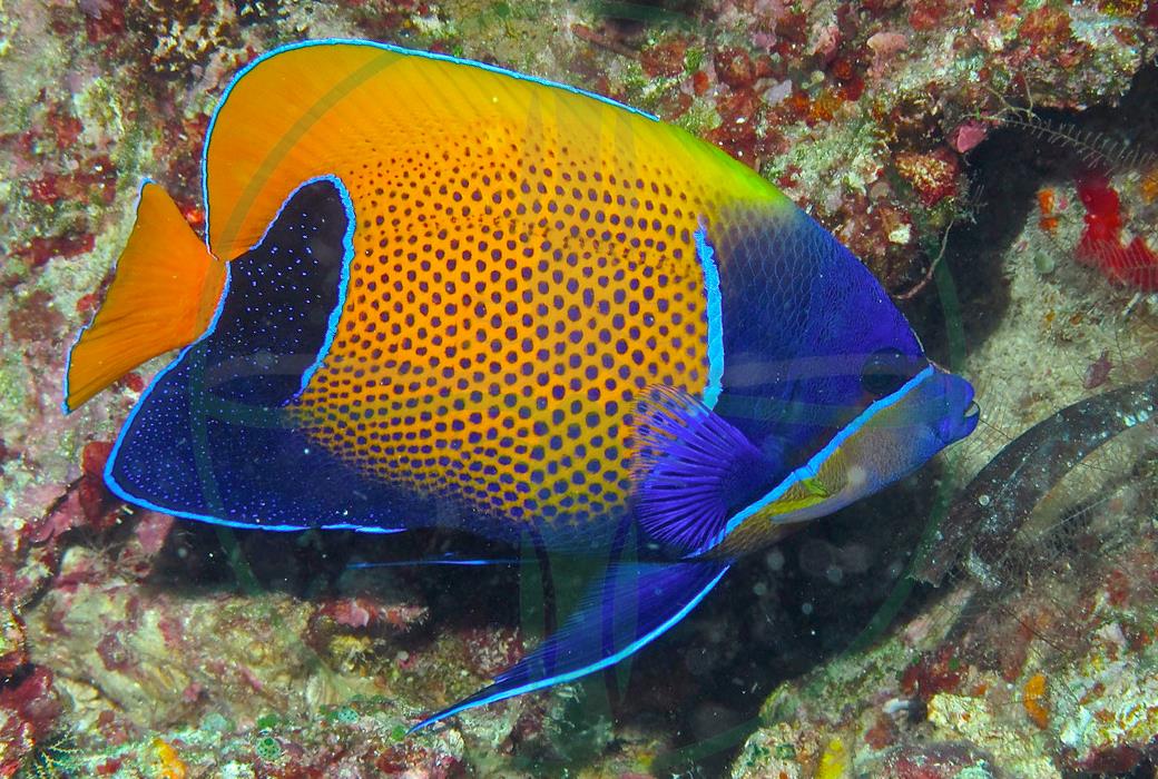 Pomacanthus navarchus - Traumkaiserfisch
