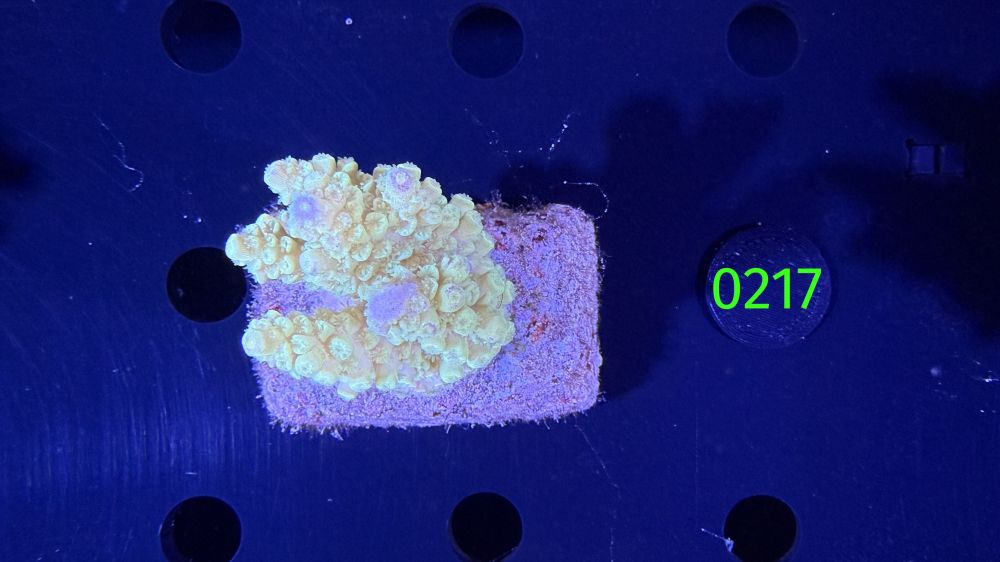 Acropora sp. WYSIWYG 0217