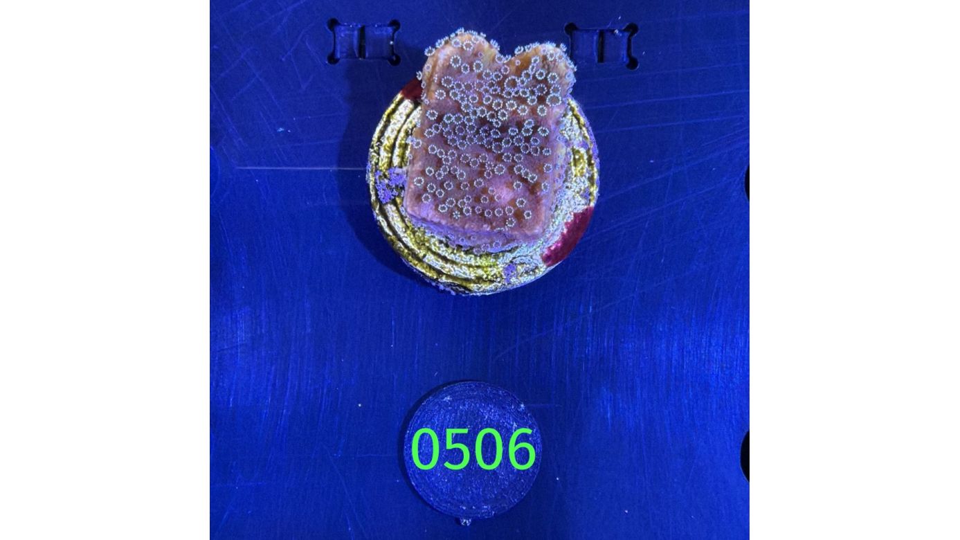 Montipora sp.- Kleinpolypige Steinkoralle Deutsche Nachzucht 0506