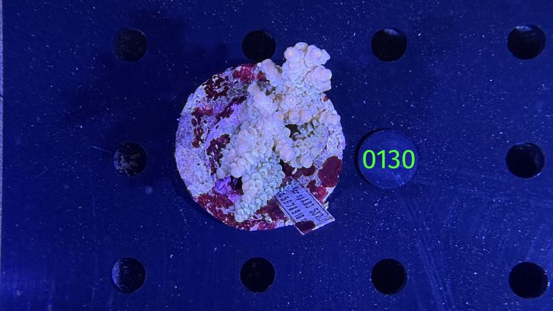Acropora sp. WYSIWYG 0130