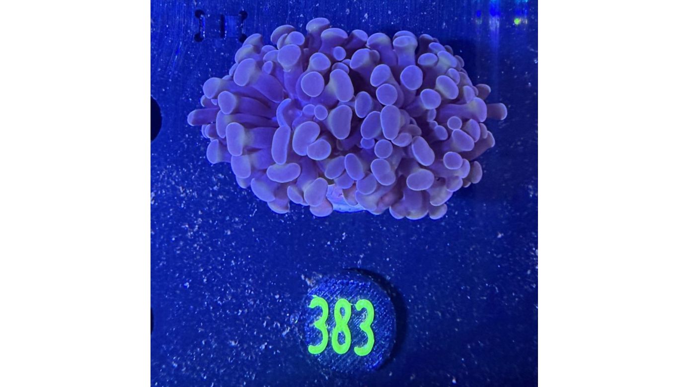 Euphyllia paraancora 2 Kopf "dark Rose" 0383