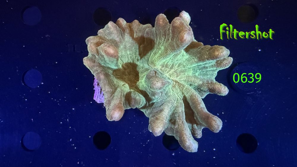 Pectinia sp. WYSIWYG 0639