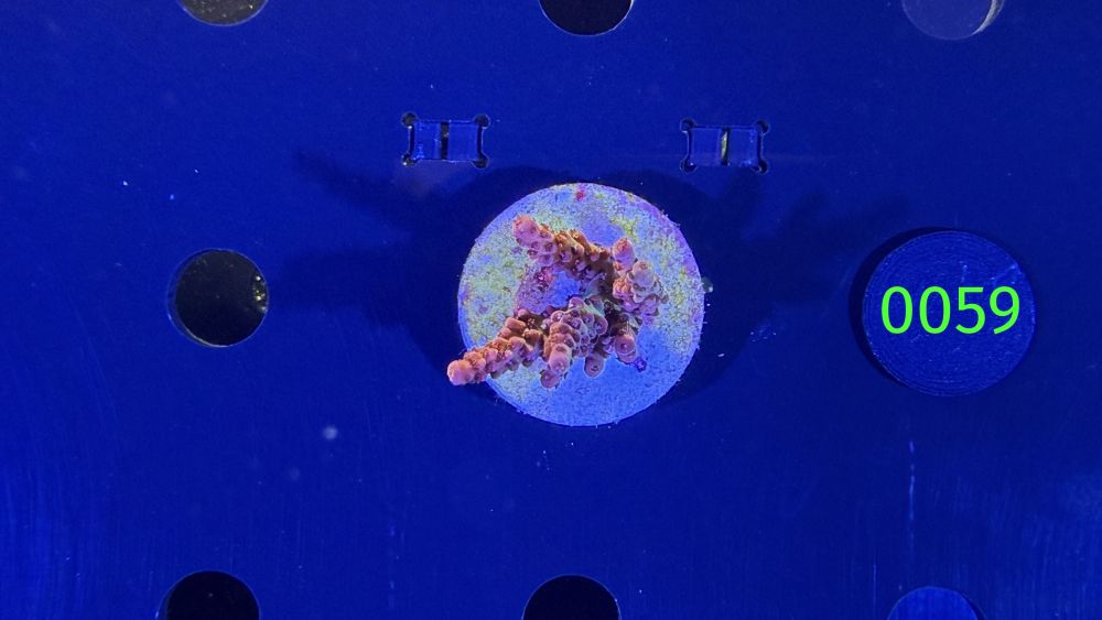 Acropora sp. - Steinkoralle "PC rainbow" DNZ 0059