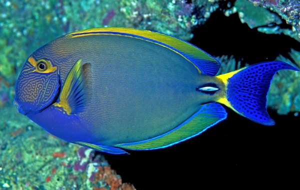 Acanthurus dussumieri - Dussumieres Doktorfisch