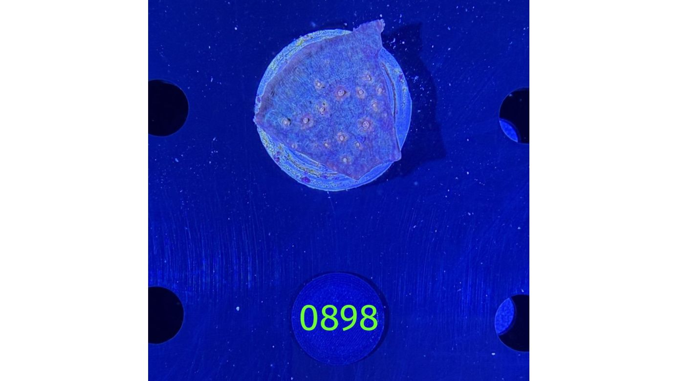 Echinophyllia sp. - Großpolypige Steinkoralle DNZ 0898