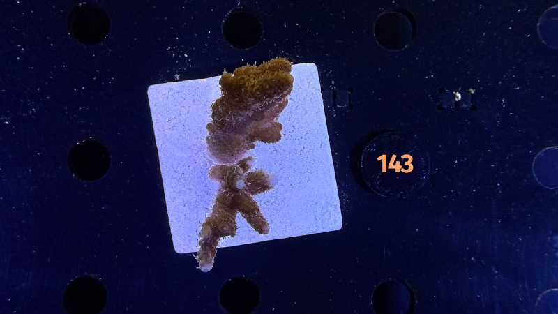 Acropora hyacinthus WYSIWYG 0143