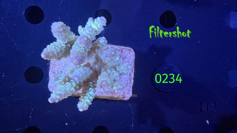 Acropora sp. WYSIWYG 0234