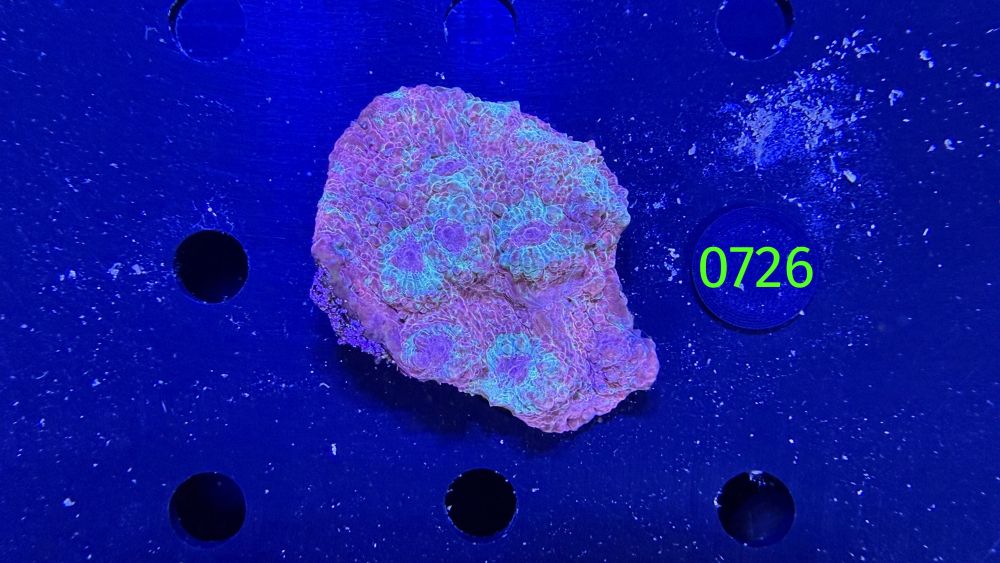 Echinophyllia/Chalice WYSIWYG 0726