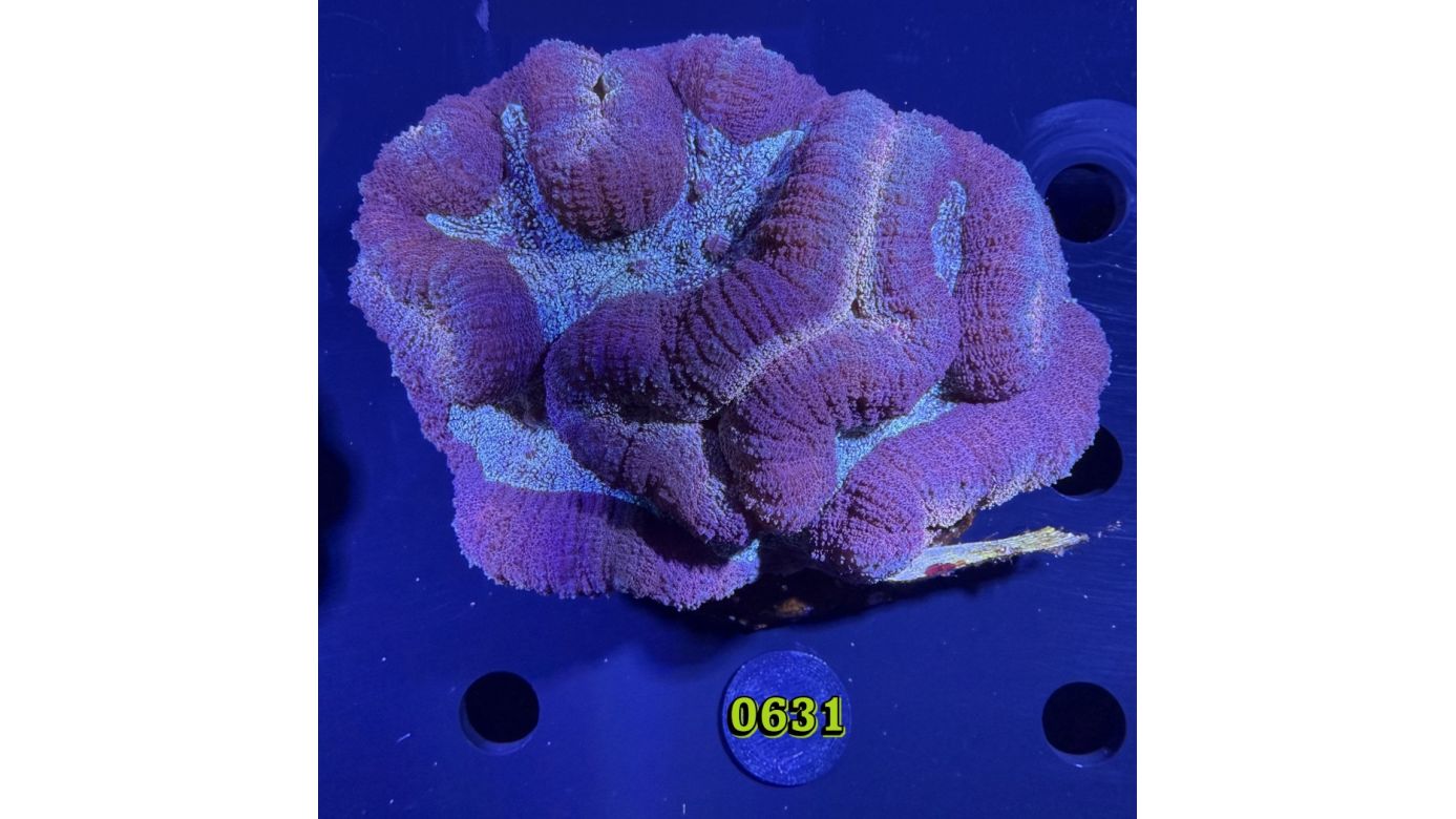 Lobophyllia sp. WYSIWYG 0631