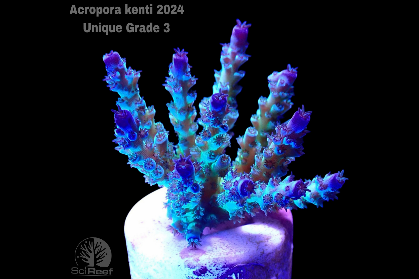 SciReef Acropora kenti Unique Grade 3 0300