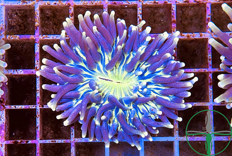PlanktonPlus Korallen