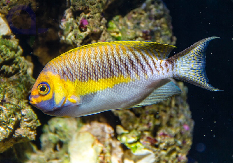Genicanthus semifasciatus - Japan-Lyrakaiserfisch (männlich)