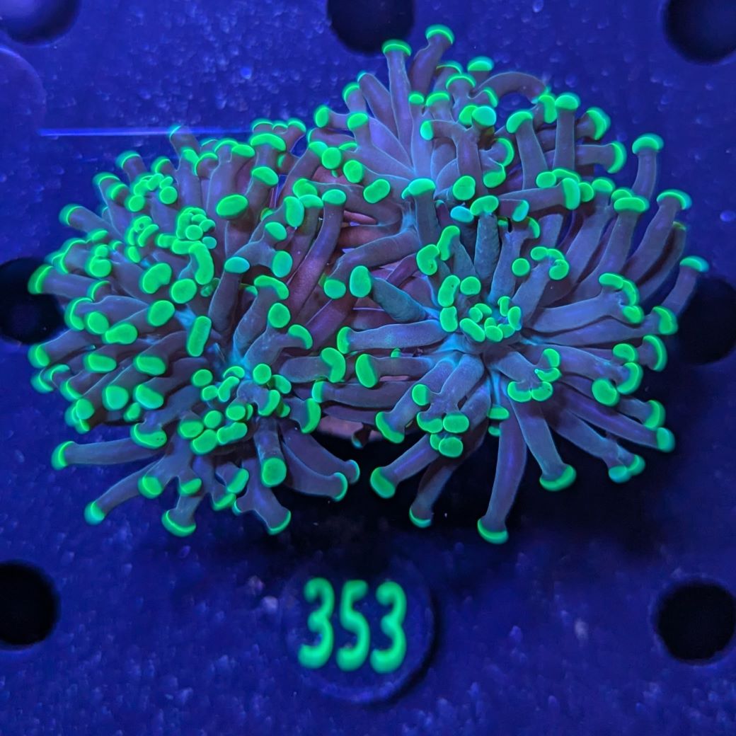 Euphyllia paraancora 2 Kopf "grün"  - Deutsche Nachzucht 0353