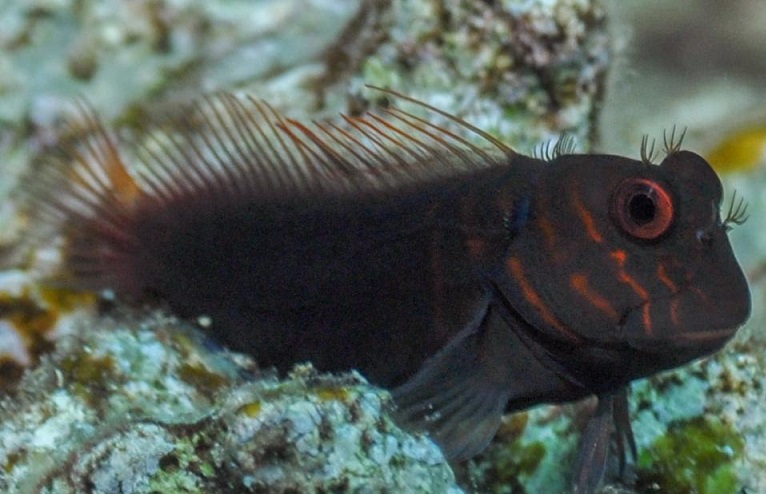 Cirripectes castaneus - Kammzahnschleimfisch