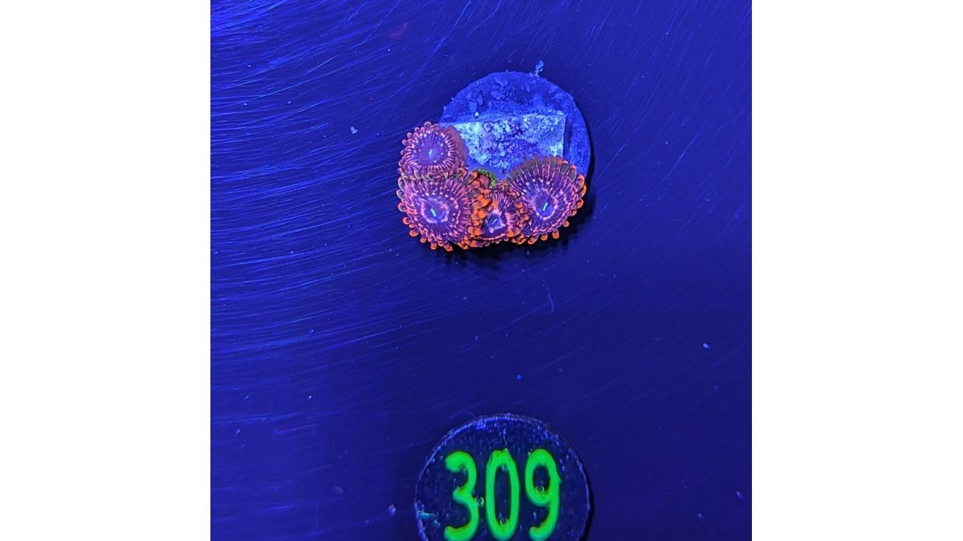 Zoanthus sp. - Krustenanemone "Utter Chaos" PlanktonPlus Nachzucht 0309