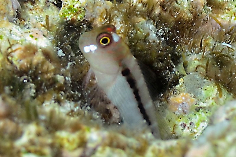 Cirripectes polyzona - Kammzahnschleimfisch