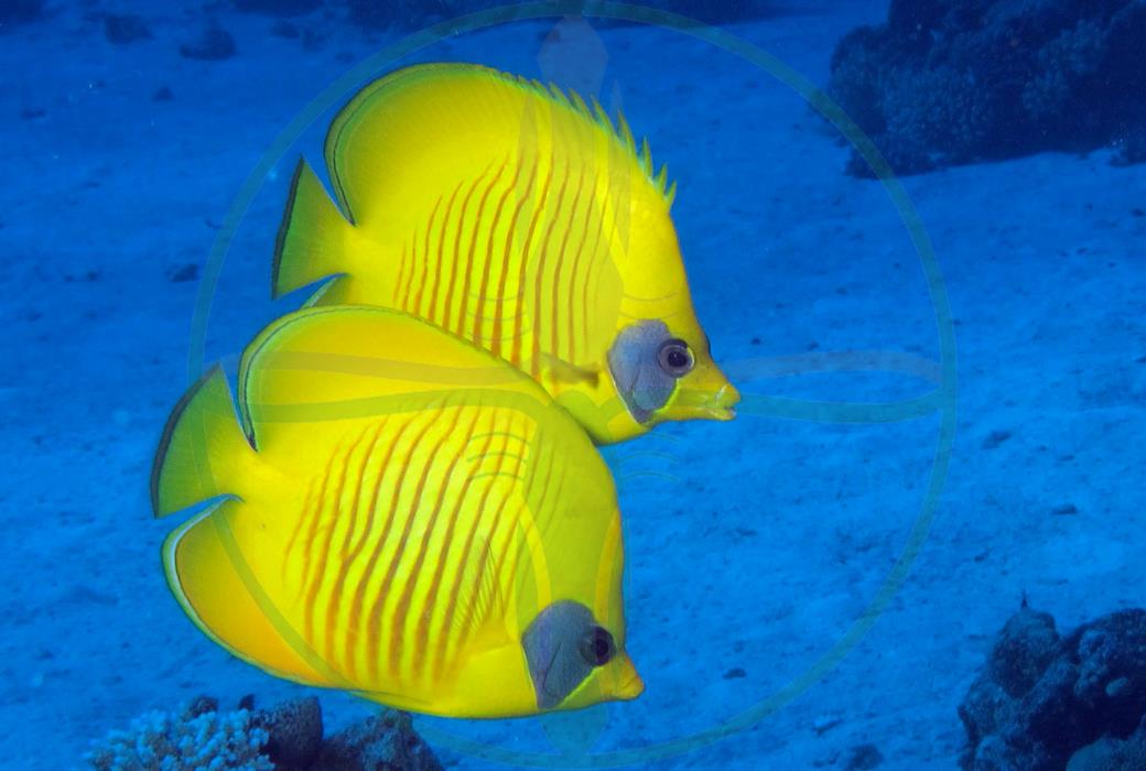 Chaetodon semilarvatus - Masken Falterfisch Rotes Meer