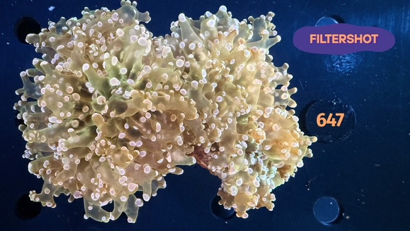 Euphyllia divisa WYSIWYG 0647