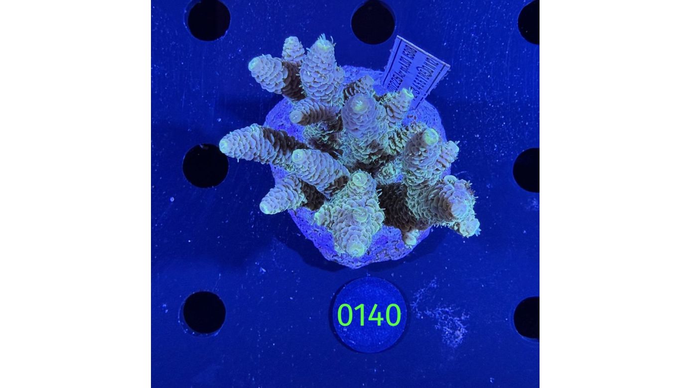 Acropora sp. WYSIWYG 0140