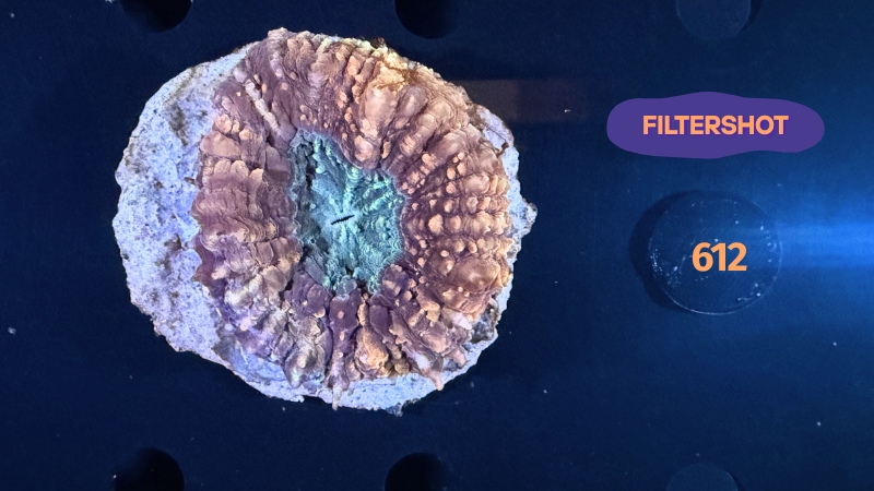 Symphyllia sp. WYSIWYG 0612