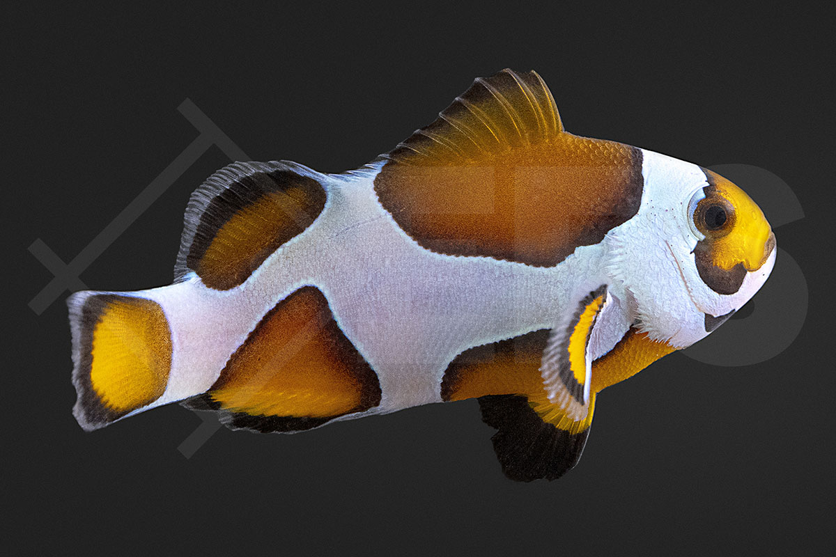 Amphiprion ocellaris - Falscher Clownfisch "Orange Storm" NZ
