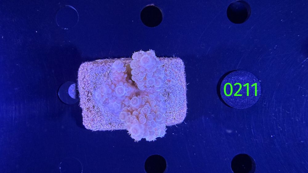 Acropora sp. WYSIWYG 0211
